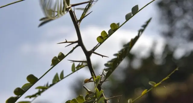 Dahan, daun dan duri yang digunakan perempuan Myanmar untuk menato wajah mereka