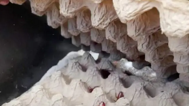 Les cafards sont élevés dans des moules en carton qui ressemblent à des boîtes à œufs