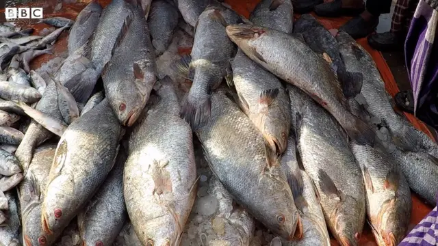 সমুদ্র বিজ্ঞানীরা বলছেন কয়েক প্রজাতির মাছ বিলুপ্তির মুখে পড়তে পারে