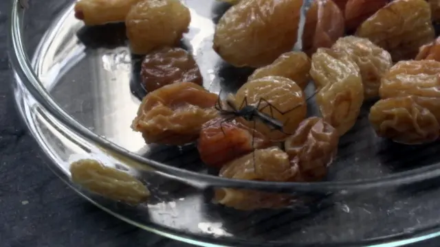 "මේ මදුරුවා බෝ කිරීමෙන් මිනිස්සුන්ට තර්ජනයක් නැහැ"