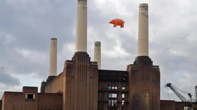 विरोध का प्रतीक सुअर