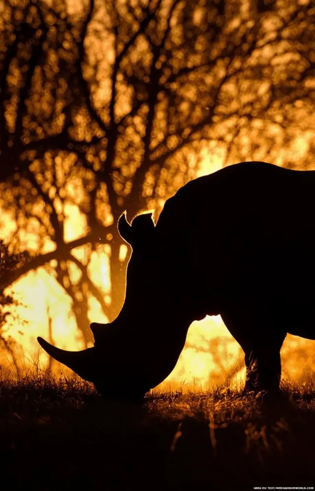 अफ्रीका के जानवर