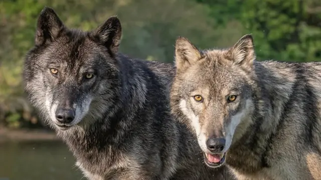 Серые волки