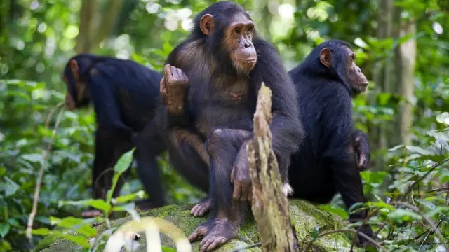 Three chimpanzees sitting on a rock, each looking in a different direction. Wildlife picture taken at Gombe, in Tanzania.