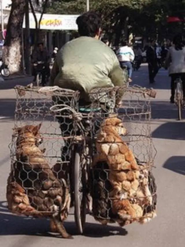 Việt Nam, thịt chó
