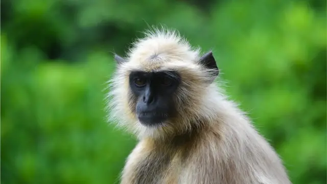 વાંદરાઓએ ગામમાં કોઈ પર હુમલો કર્યો ન હતો