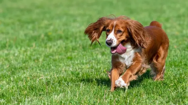 пас трчи кроз траву