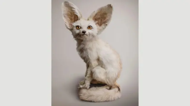 Beli fenec (Zerdas hypnoticus)