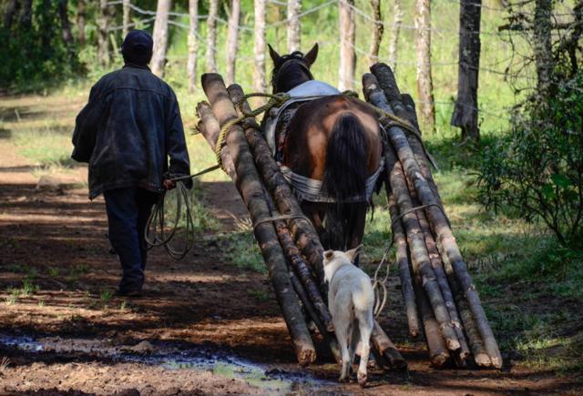 Homem e cavalo carregam madeira retirada da floresta