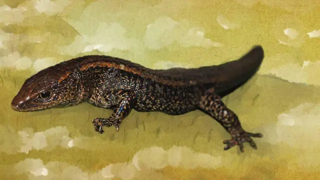 Lagarto apelidadojogo da lotofácil onlineMarrom Gigante