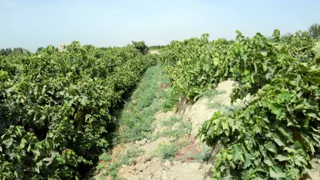 انګور