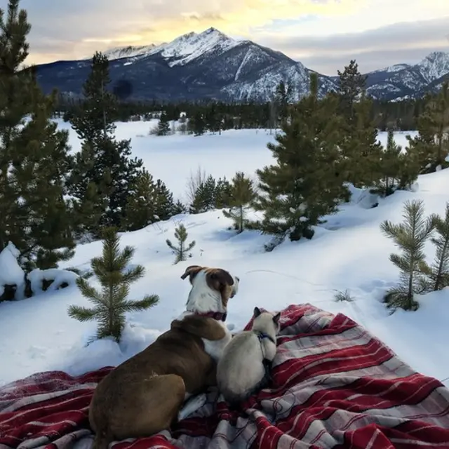 Генри и Балу очень любят природу