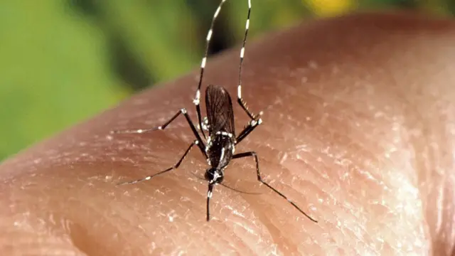 ஜெய்பூரில் ஸீக்கா தொற்று