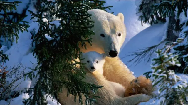 हिमालयात खरंच 'येती' हिममानव आहेत का?