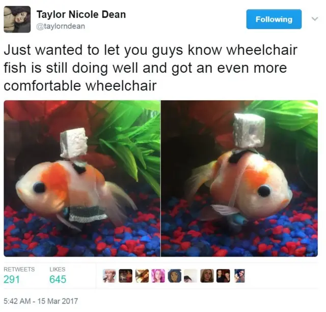 Screen grab of tweet by @taylorndean