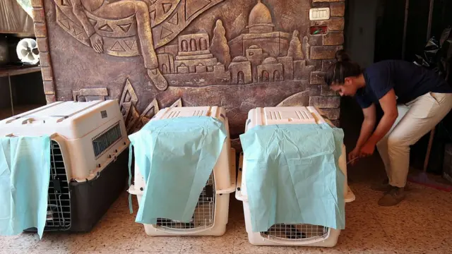 Клетки для транспортации животных