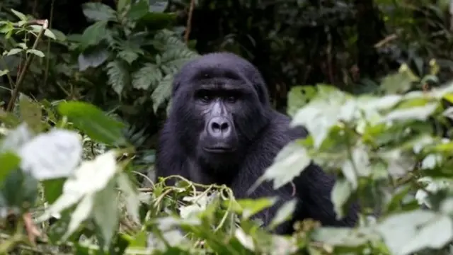 গরিলা এখন প্রায় বিলুপ্ত প্রাণী