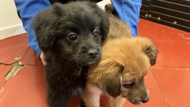 Australian shepherd chow mix 2024 puppies