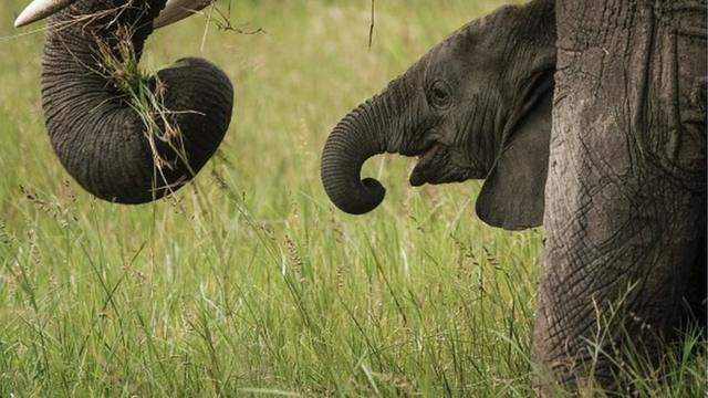 La sécheresse et le manque de fonds impactent négativement sur l'évolution des éléphants au Zimbabwe