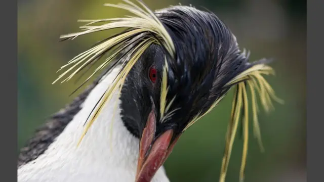 சதர்ன் ராக்ஹூப்பர் பென்குயின்