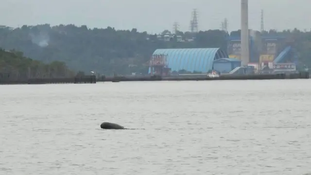Pesut pesisir terlihat berenang di dekat kawasan industri.