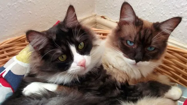 قطط سيبيرية