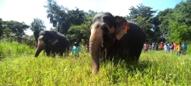 තම දෑතින් සරුසාර කළ කෙත් යායම අලි ඇතුනට දන් දුන් ගොවියෝ ද විසූහ