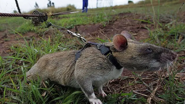 원숭이두창 바이러스의 자연 숙주 중 하나로 여겨지는 감비아도깨비쥐(아프리카큰도깨비쥐). 지뢰 탐지용으로 훈련하기도 한다