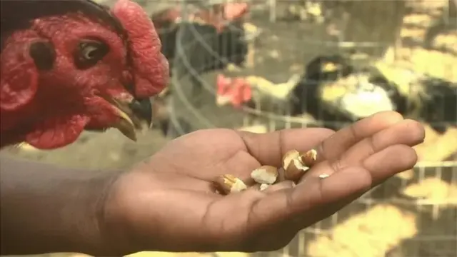 పందెం కోడి