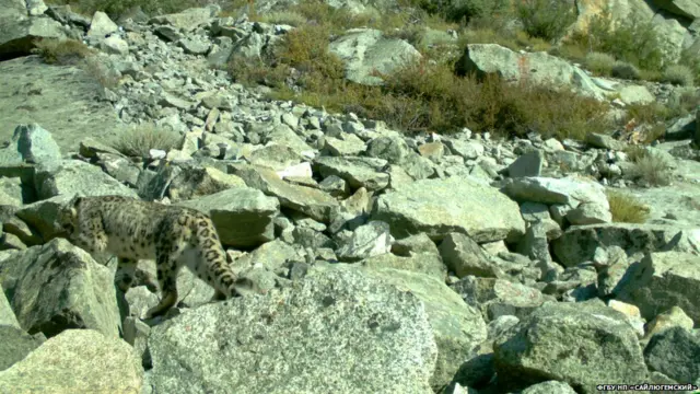 Юнур скорее всего самец, так как он не принес потомство за время наблюдений