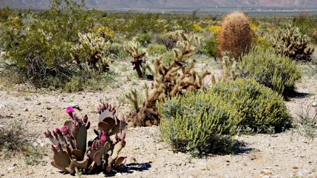 Anza-Borrego Çölü