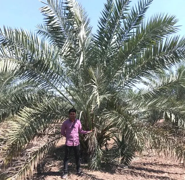 કચ્છમાં ખેતી