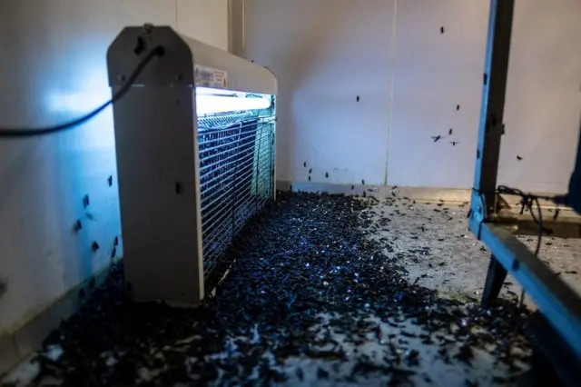 Mouches près d'une lumière