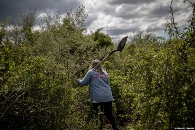 मैक्सिको, ड्रग