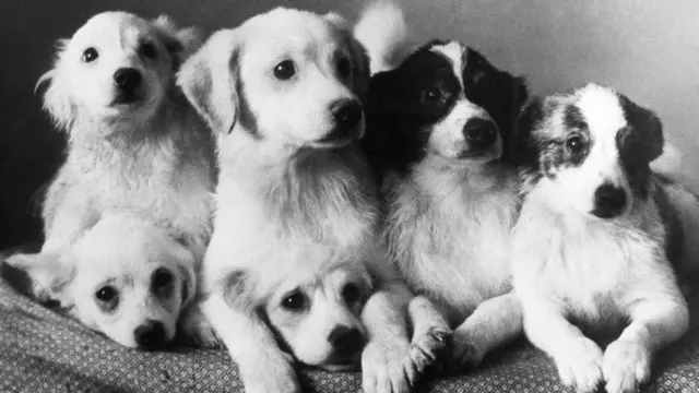 Собаки сделали важный шаг в освоении космического пространства, проложив путь для людей