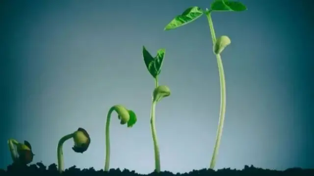 जीवसृष्टी कशी घडत गेली याचे पुरावे खडकांच्या थरात सापडतात