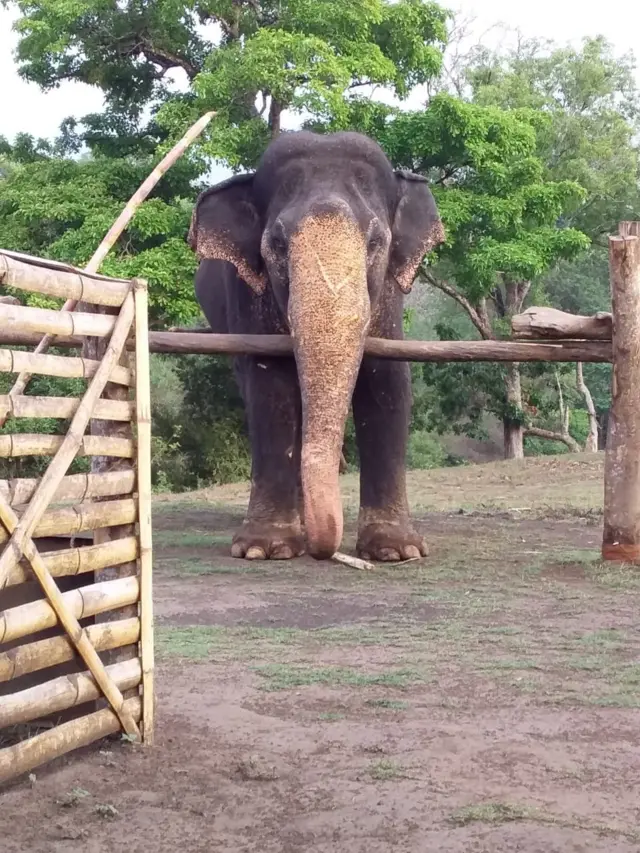 11.முதுமலை முகாமில் மூர்த்தி