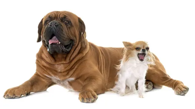 Кажется, эта маленькая собачка вполне довольна соседством