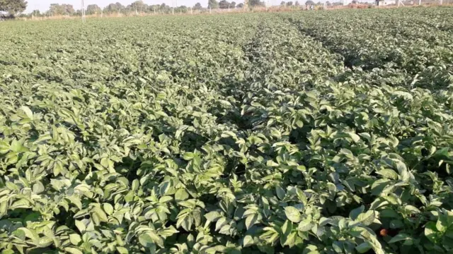 બટેટાના ખેતર