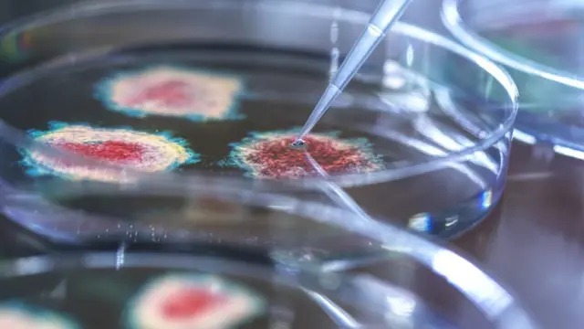 பாக்டீரியா - கோப்புப் படம்