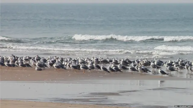 जैववैविध्यामुळे या भागातील औद्योगिक प्रकल्प नेहमीच चर्चेत असतात.