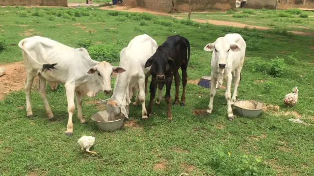 Mallam Jauro cows