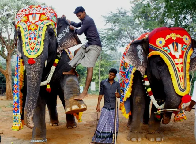 யானைகள் புத்துணர்வு முகாம்