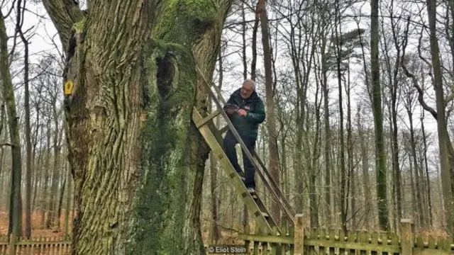 Martens na escada da árvore