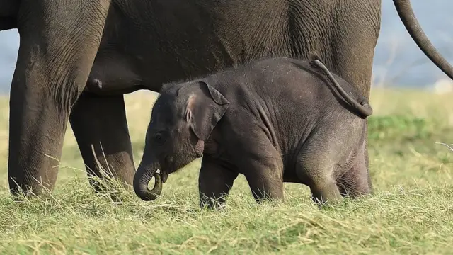 'விளையாடுங்கள், வேட்டையாடாதீர்கள்' - யானை குறித்து 11 சுவாரஸ்ய தகவல்கள்