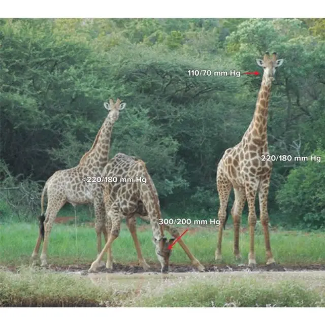 Girafas com indicação da pressão sanguínea