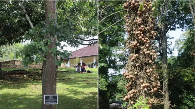 'ඉන්දියන් සල්' ගස (Shorea Robusta) සහ ශ්‍රී ලංකාව තුළ සල් ලෙස බහුල වශයෙන් හැඳින්වෙන කාලතුවක්කු උණ්ඩ ගසෙහි (Couroupita Guianensis) බාහිර ස්වරූපය