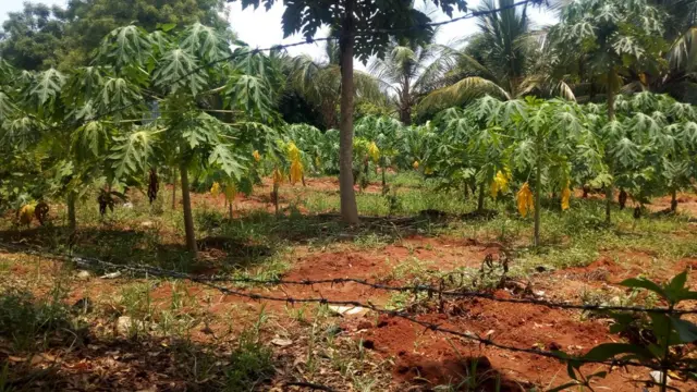 பஞ்சாபி விவசாயிகள்