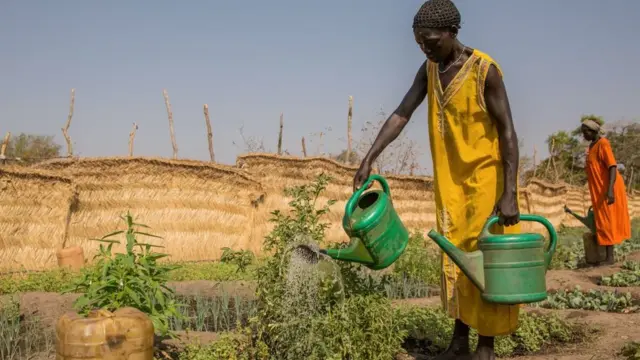 two women dey wata plant