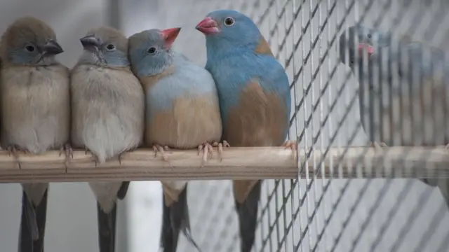 Cordon-bleu-de-cabeça-azul